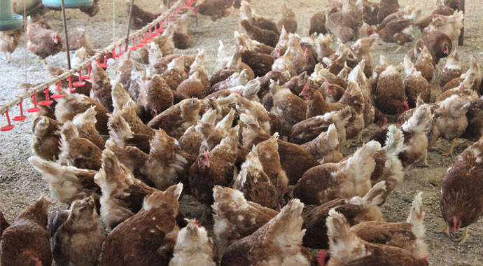 Tavuklar Müslüm Babayla kavgayı bıraktı, yumurtlamaya başladı