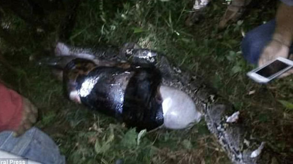 Piton yılanının içinden adam çıktı