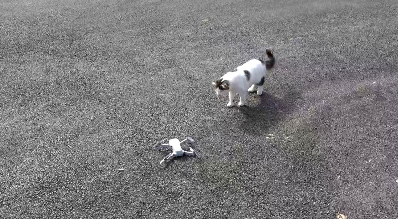 Meraklı kedi drone ile oynadı