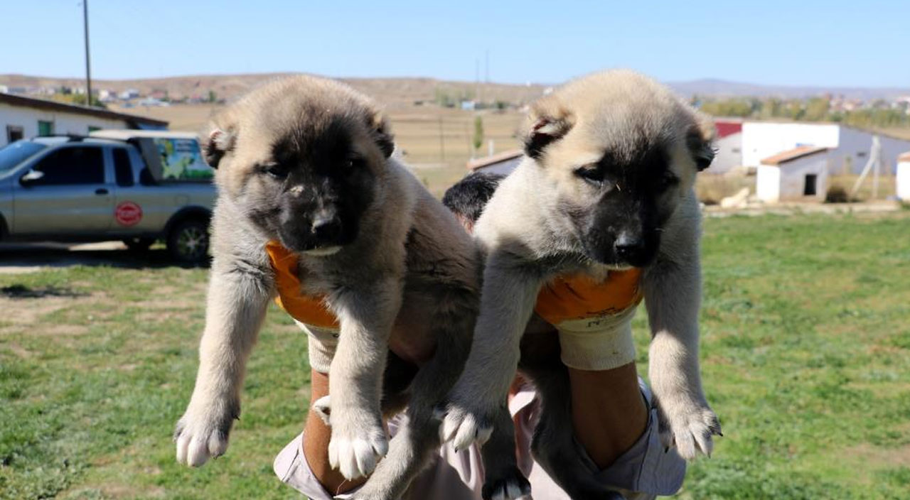 Sivas Kangal köpekler, yurtdışında lüks otomobil fiyatına alıcı buluyor
