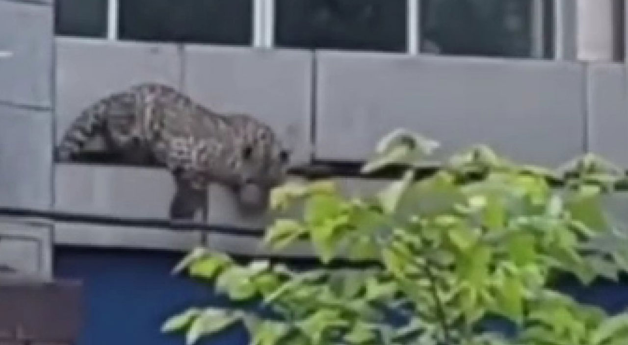 Kentte leopar paniği: Ortalığı birbirine kattı