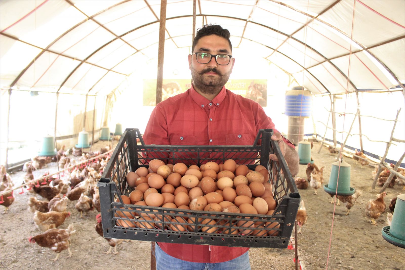 Tavuklar Müslüm Babayla kavgayı bıraktı, yumurtlamaya başladı