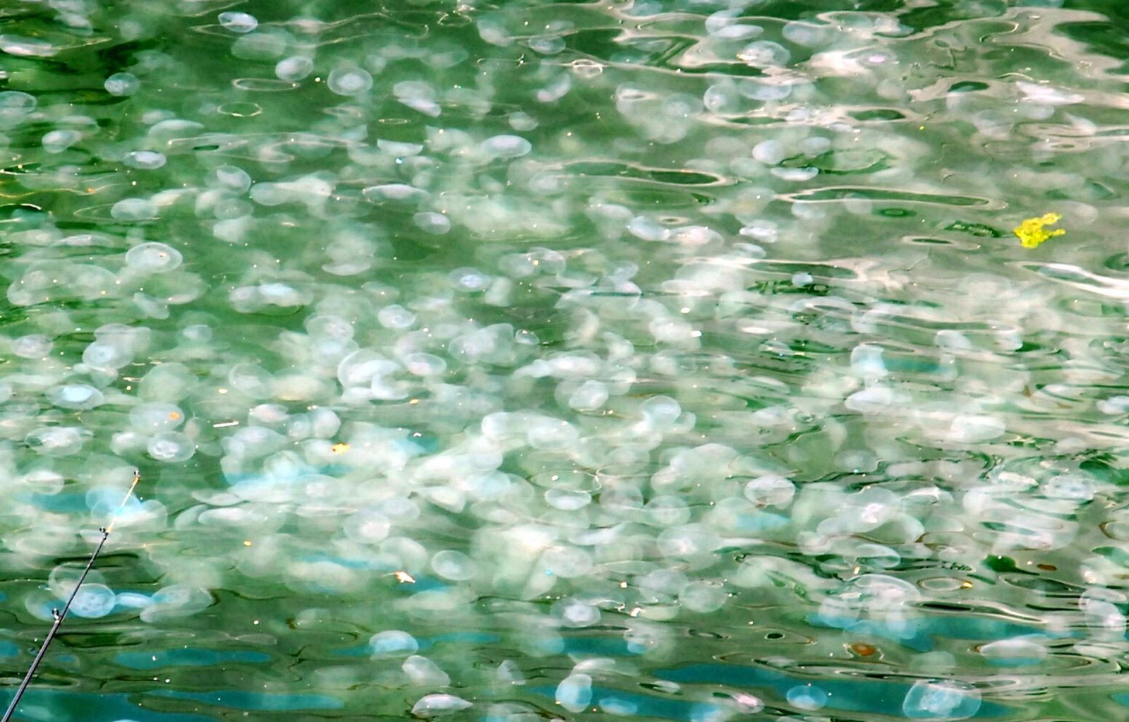 İzmir Körfezi beyaza büründü