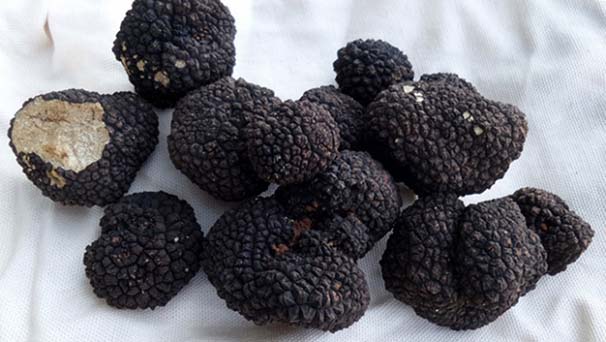 Bu tarla servet değerinde!