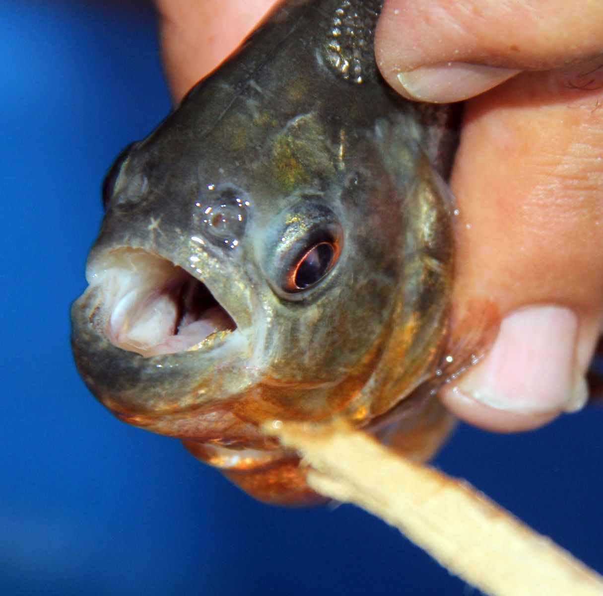 Piranayı göle insanlar mı attı!