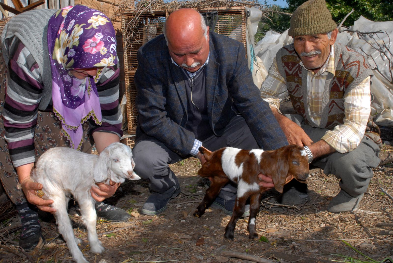 İkiz oğlaklardan biri 3 bacaklı doğdur