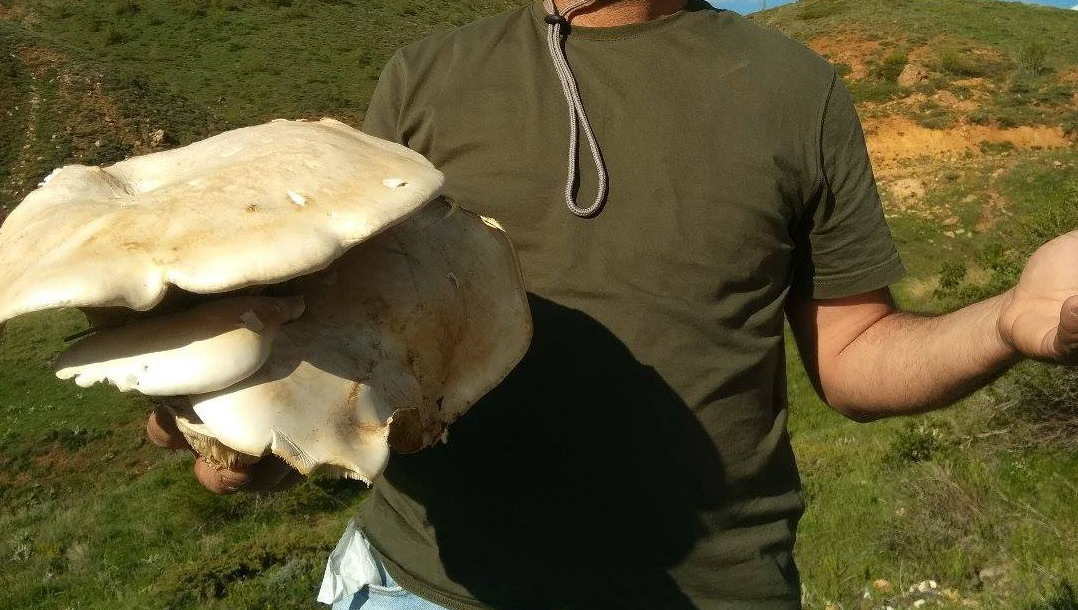 Dev mantar görenleri şaşkına çevirdi