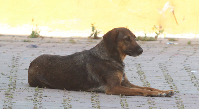 Köpeklerin saldırdığı öğrenciler otomobilin altında kalmaktan son anda kurtuldu