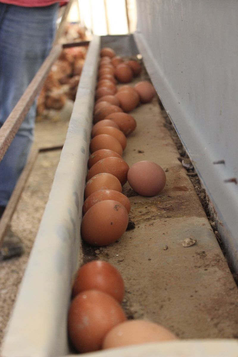 Tavuklar Müslüm Babayla kavgayı bıraktı, yumurtlamaya başladı