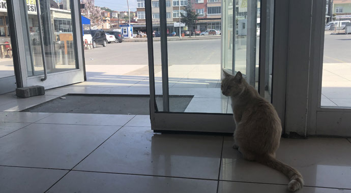 Köpeklerin korkulu rüyası 'Sarı'