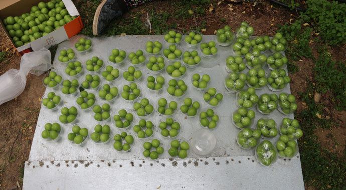 Eriğin tanesi dalında 10 lira