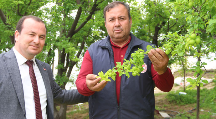 Eriğin tanesi dalında 10 lira