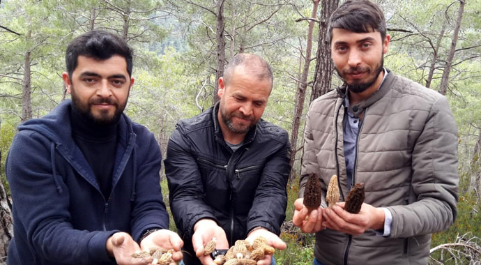 Kuzugöbeğine yoğun ilgi