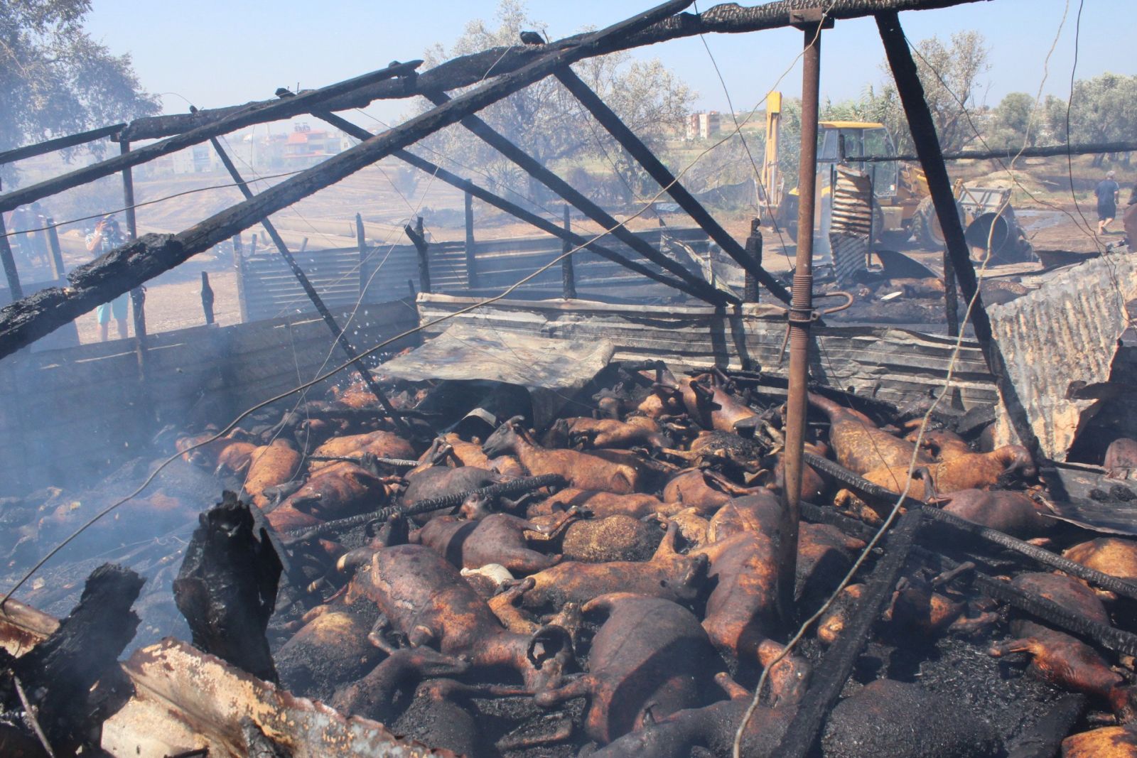 Manavgat’taki yangında 550’ye yakın hayvan telef oldu