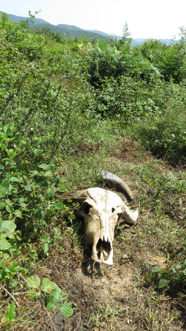 Ağva'da hayvan katliamı