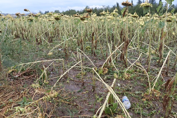 Edirne'de ceviz büyüklüğünde dolu