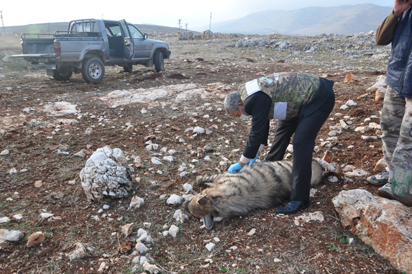 Otomobilin çarptığı çizgili sırtlan öldü!