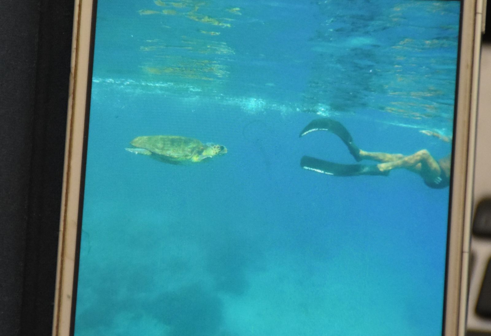 Psikolojisi bozulan Caretta Caretta yine saldırdı