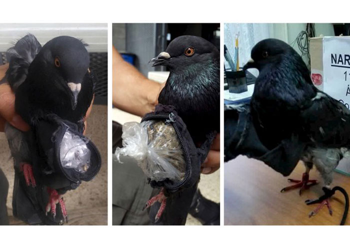 Hapishaneye güvercinle uyuşturucu sevkiyatı yaptılar