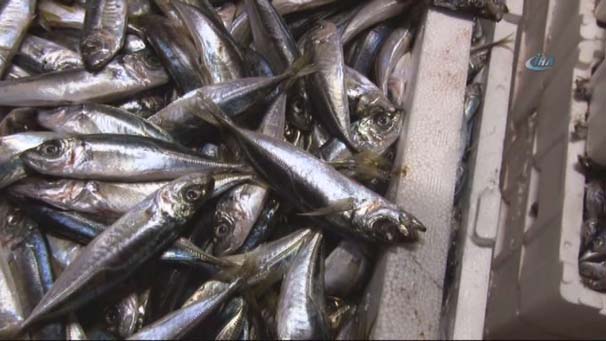 Bu balıklara dokunan ağır cezada yargılanacak!