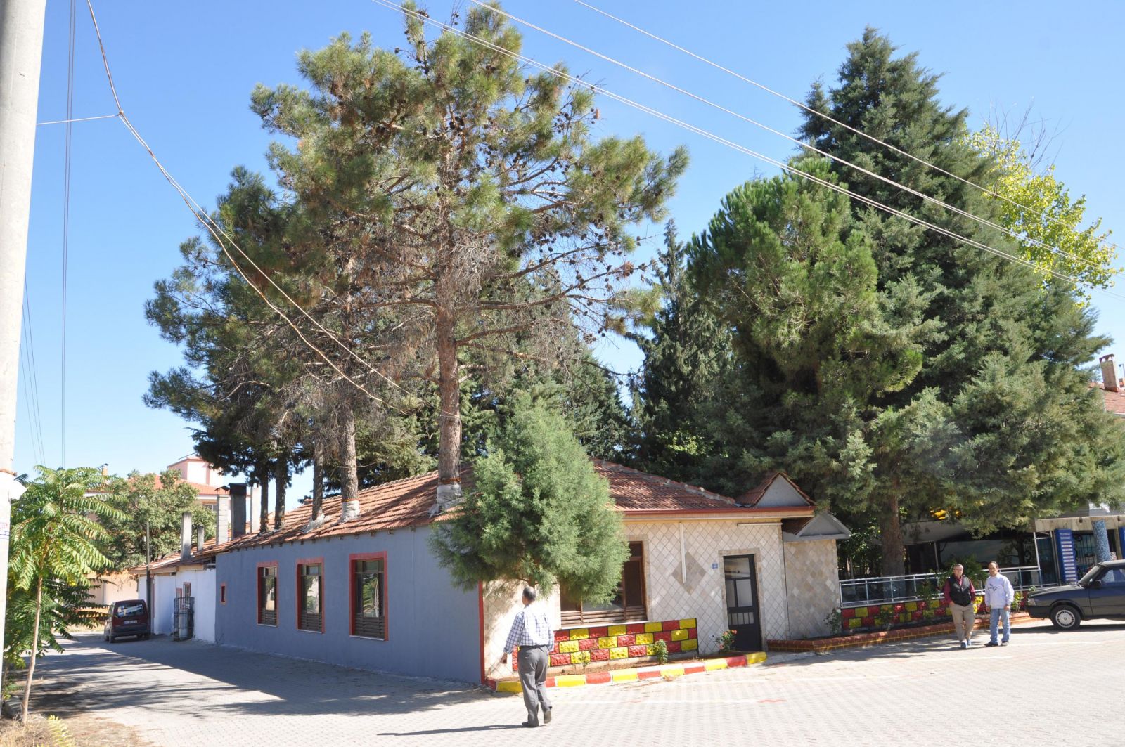 Ağaçları binanın içinde bıraktı