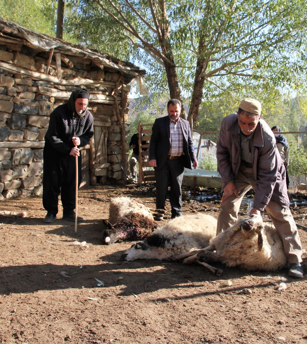 Muş'ta kurtlar 10 koyunu telef etti, 25 koyunu yaraladı