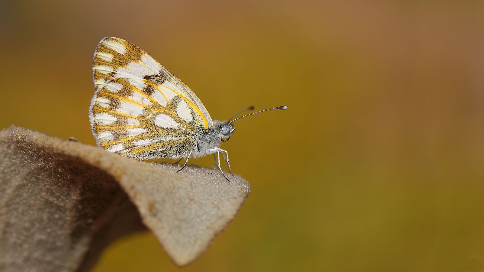 Siirt'te ilk kez görüntülendi