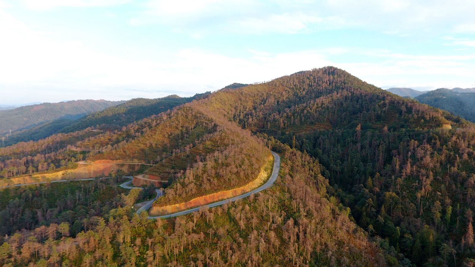 Trabzon Sürmene'deki Çamburnu Ormanı'nından kahreden haber