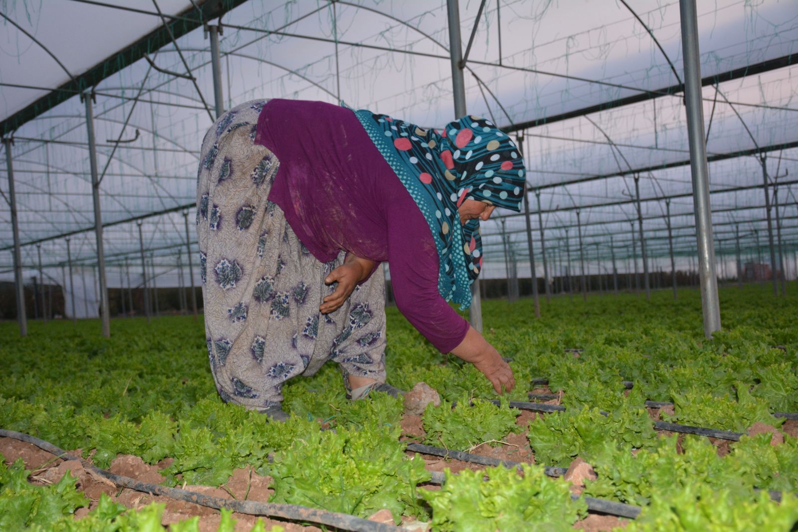 Tarlada 40 kuruş, pazarda 3 lira!