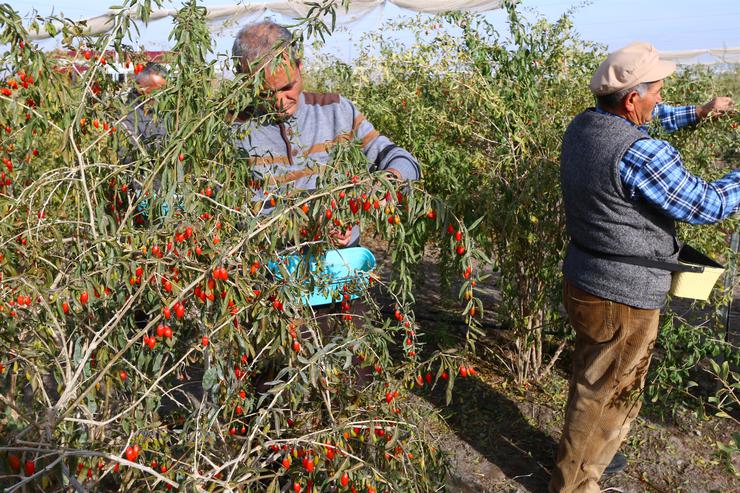 Hobi olarak başladılar, iki kardeş şimdi talebe yetişemiyor