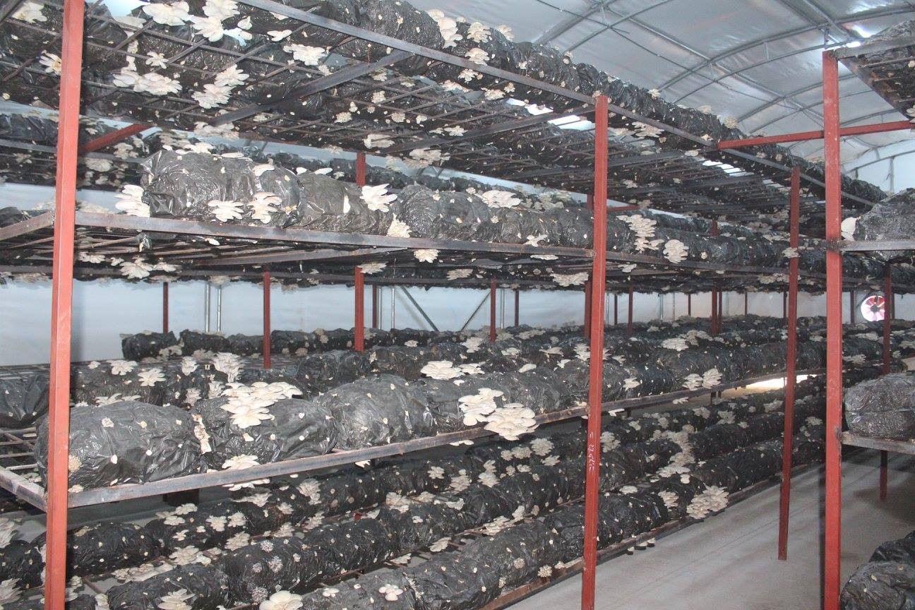 28 yaşındaki Ayşe yüzde 100 hibe aldı, 950 kilo mantar hasadı yaptı