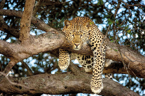 Şehir hayatı akla zarar