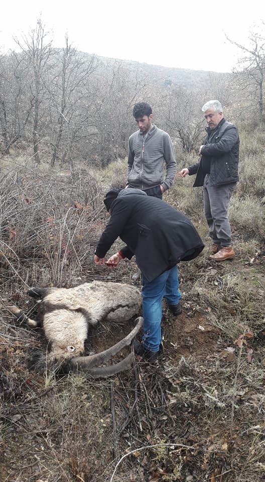 Koruma altındaki 2 dağ keçisi kaçak avcıların kurbanı oldu