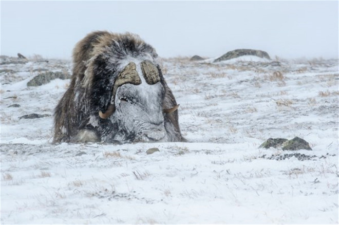 Norveç’in devasa Misk öküzlerinden ilginç kareler