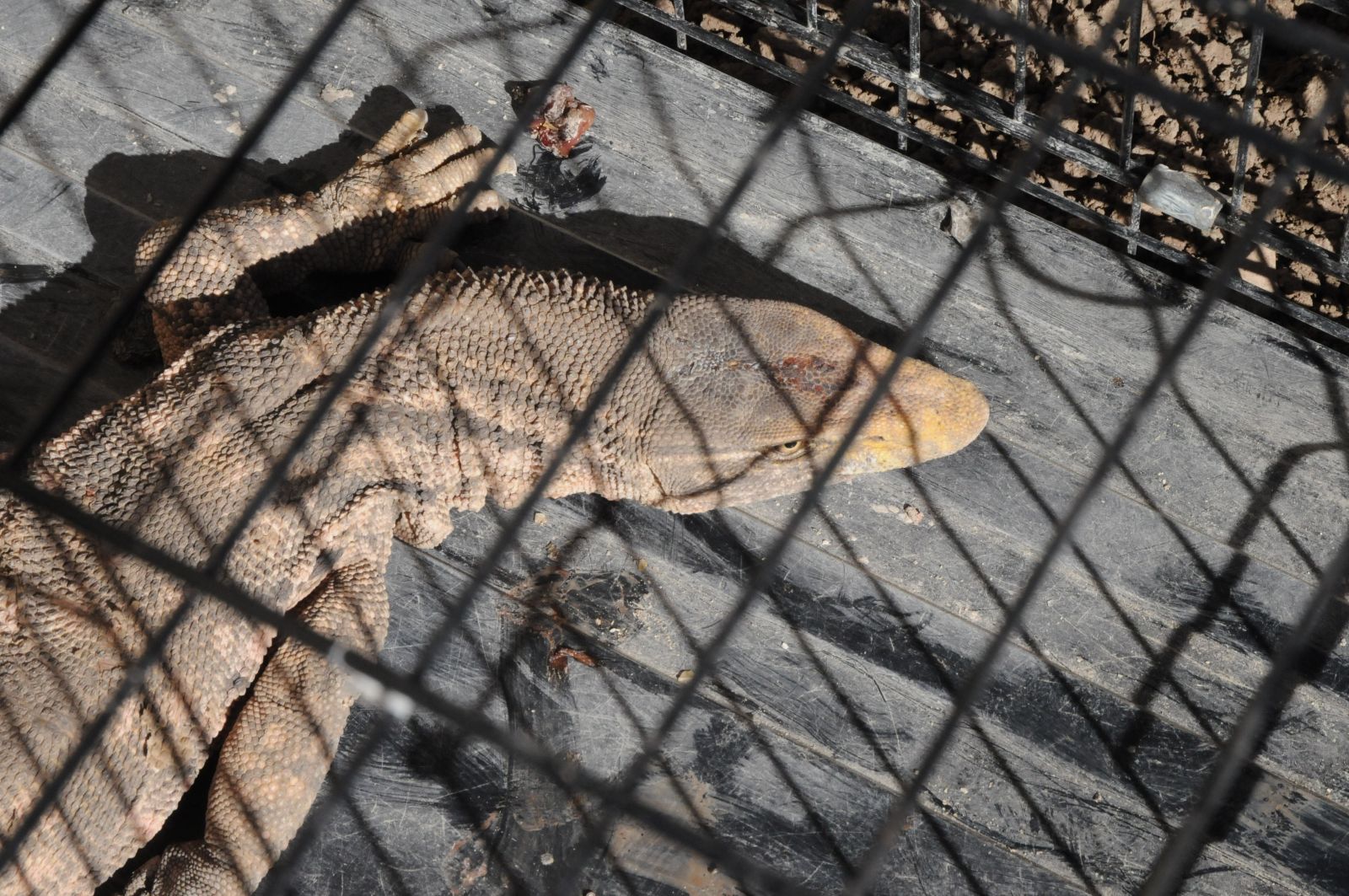 Cizre’de çöl varanı bulundu