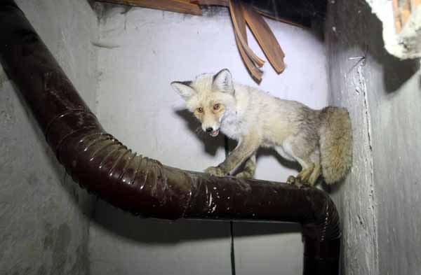 Evin mutfağına giren tilki dördüz doğurdu