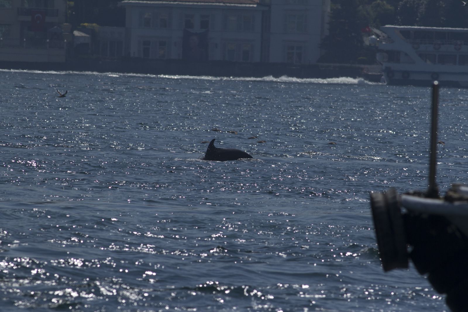 Boğaz'da yunusların dansı kamerada