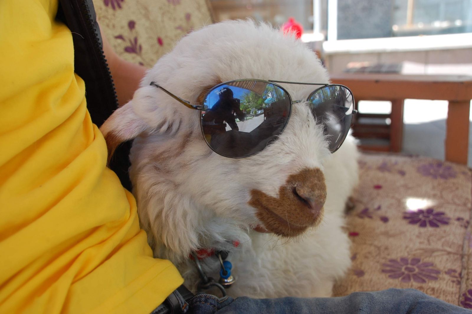 Bu kuzu Türk kahvesine bayılıyor, cips ve sade gazoz da vazgeçilmezi