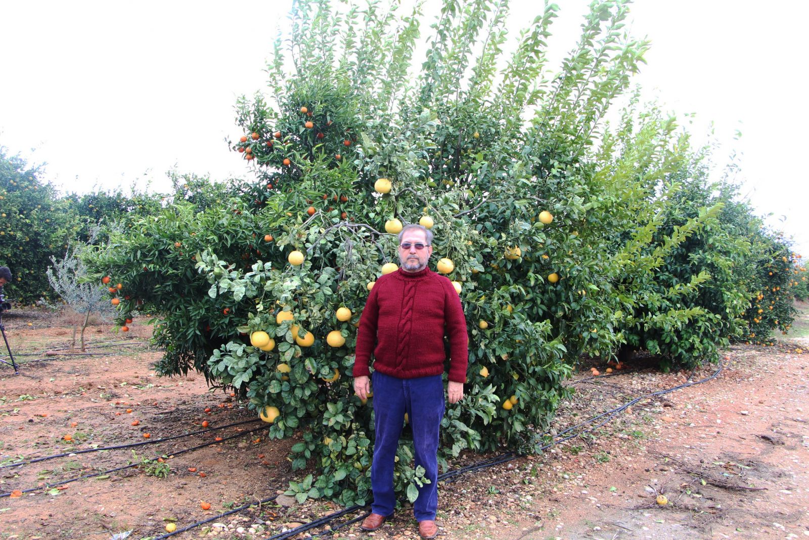 4 ülkenin meyvesini tek ağaçta yetiştirdi, bahçe ziyaretçi akınına uğradı