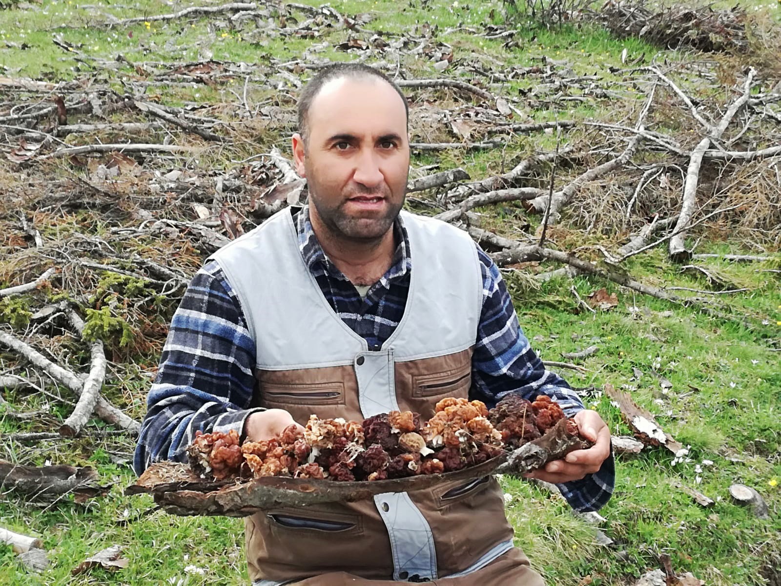 Yaylalarda kuzugöbeği mantarı toplanmaya başladı
