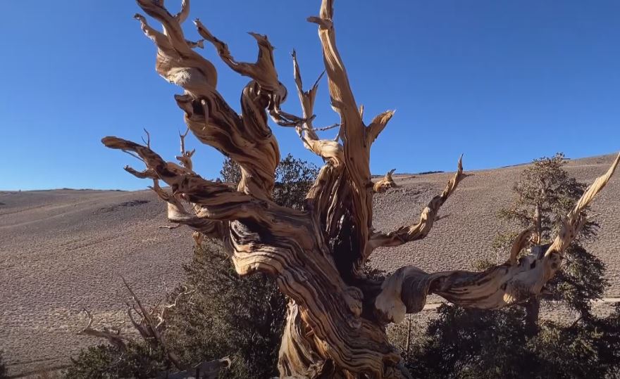 ABD'de 5 bin yıllık çam ağacı zaman meydan okuyor