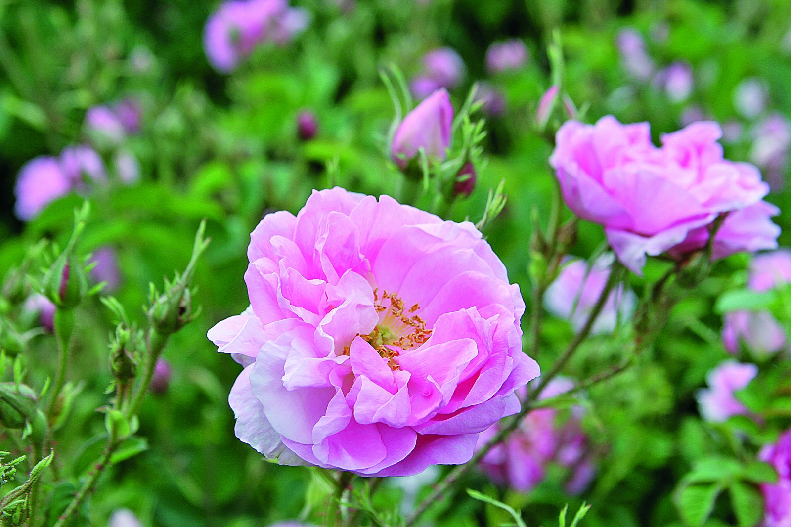 Isparta kabuğunu kırıyor