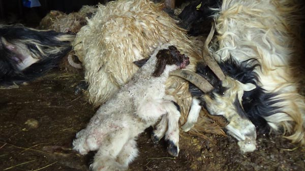 Kurtlar ağıla girip 79 koyunu telef etti