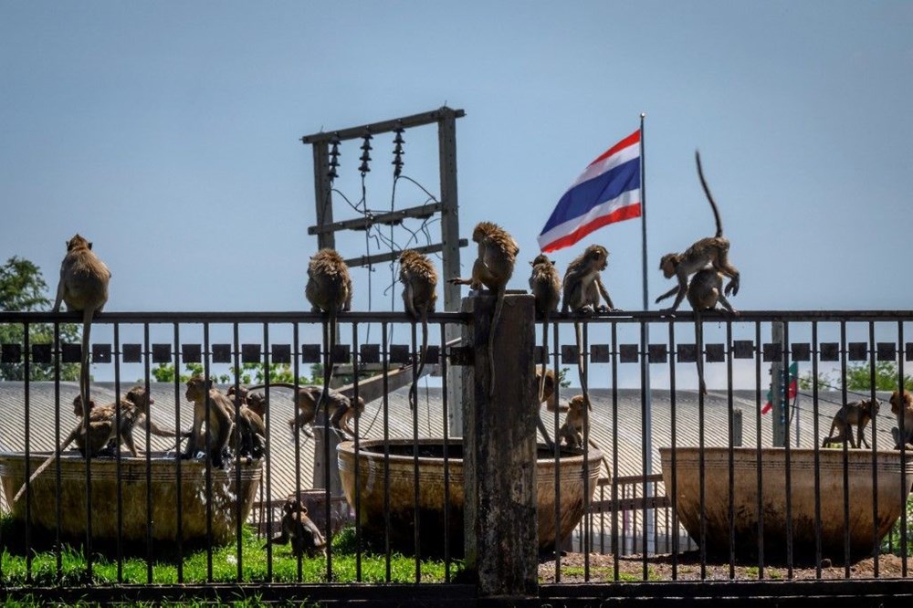 Tayland'ın Lopburi kentinin hakimi maymunlar