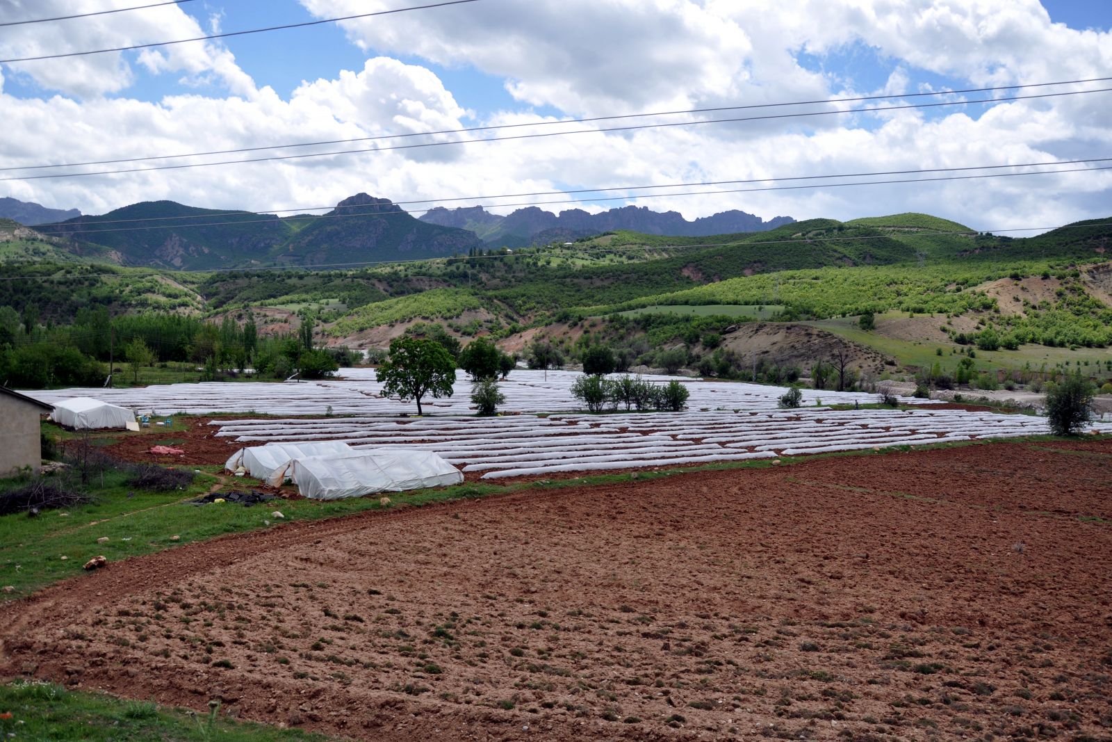 Mardinli iki kız kardeş Tunceli'ye sera kurdu