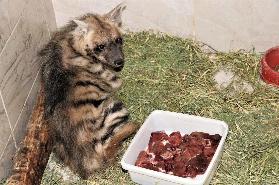 Çizgili sırtlan yavrusuna özel bakım