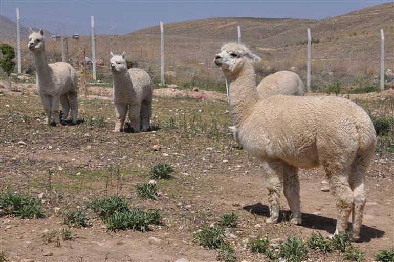 Türkiye'de ilk kez Alpaka deve çiftliği kurulacak