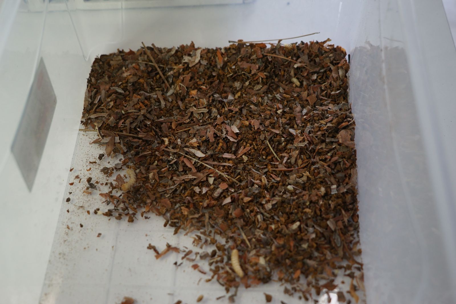 Orman ekosistemini koruyor! Bu böcekler laboratuvarda üretiliyor