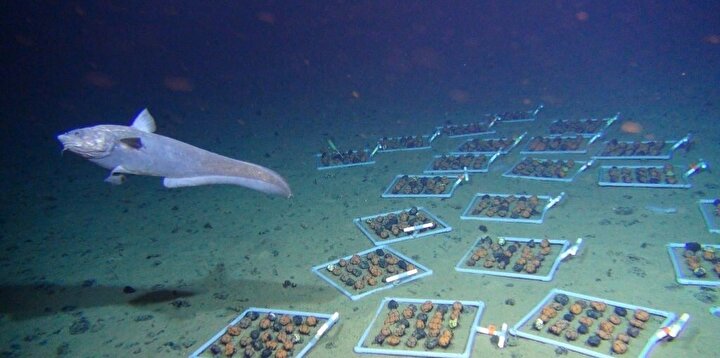 Gelecek deniz altında! 150 yıl sonra çalışmalar başladı