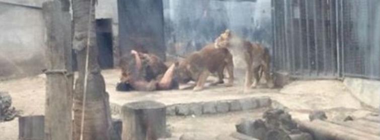 Yok böyle intihar, kendini çırılçıplak aslanların kafesine atıp...